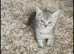 british shorthair kitten
