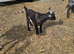 Two pygmy goat kids