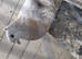Fancy pigeons for sale