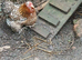 Pekin Bantam fertile eggs
