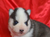 Kc registered Black and white female puppy ready 26/09/26