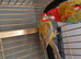 1 pair of rosellas