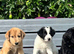Amazing Border Collie X Lurcher Puppies
