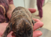 Staffy cross puppies