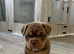 Olde English Bulldogge&rsquo;s