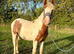 Yearling Cob Gelding to make 13.3+