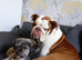 Female english bulldog