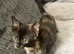 Gorgeous kittens