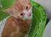 4 ginger & white male kittens