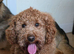 Male Cavapoo 2years old