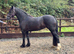 Quality & classy Welsh D Mare