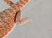 Bearded dragon baby disabled ( Rescue )