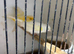 Dimorphic canary’s for sale