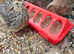 4 quail chicks to go