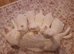 2 beautiful white well loved kittens