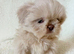 Shihtzu puppies (imperial)