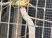 Variegated canary hens