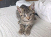 2 Kittens