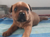 Red Staffy Pups