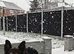 German Shepherd female