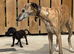 Bedlington terrier cross whippet pups