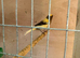 2 x lovely young canaries
