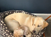Labrador female aged 2 years