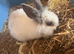Lionhead Rabbit for Sale &ndash; Cage Included
