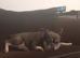 4 Year Old Male French Bulldog