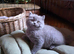 LITTLE LADY HARRIET, GCCF BLUE BRITISH SHORTHAIR