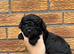 Beautiful Toy Cockapoo Puppies from Extensively DNA & Health Tested Parents