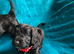 Exquisite cockapoo puppies from Health tested parents