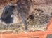 Purebred mini lop