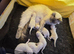 Beautiful Pure Blue Point Ragdoll Kittens