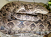 For Sale 1.1 adult, proven Amazon Tree Boas