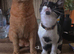Male cat