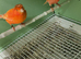 Canaries for sale