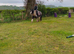The most lovely mare you will ever meet