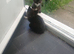 Maincoon crossed callicons