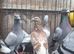 Racing pigeons for sale