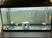 2 1/2 foot fish tank 105 litres brand new condition with 10 gold fish