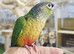 Young Hand-Reared Green Cheek & Yellow-Sided Conure Babies Available at Birds4U,31