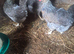 Cream legbar, breeding group...