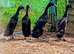 Quartet Black Indian Runner Ducks