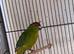 Kakarike Cock Bird