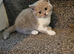 British shorthair kittens