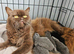 British shorthair kittens 5
