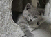 British longhair kittens