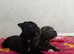 Kc registered staffy pups