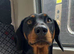 Doberman x dachshund